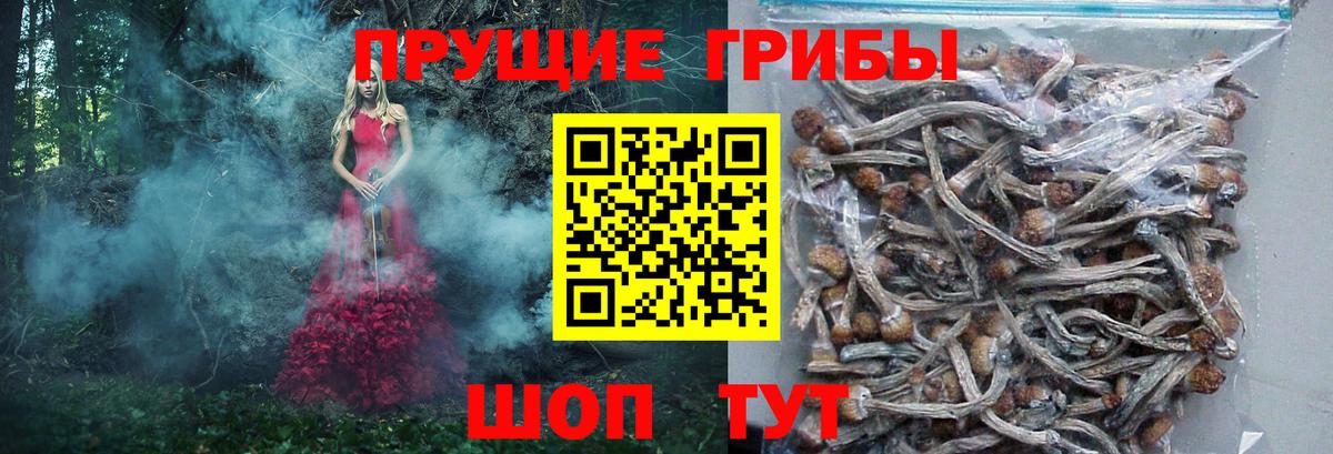 Псилоцибиновые грибы Magic Shrooms  Галлюциногенные грибы GOLDEN TEACHER  Вход с VPN  Элиста 